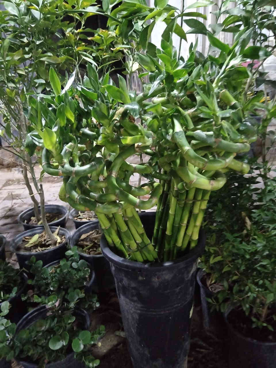 يكولون أبوبكر المشهداني طافي بعد ماعندة زرع 🤔

#عرض_خاص_وكمية_خير_من_الله 

عصاة موسى قياس 80 خضار فول الفول وانتاج جديد اليوم طالعة من البيت الزجاجي 😍

سعر كل ٣ قطع بـ 5.000 الاف فقط 

العنوان القائم حصيبة شارع الحشاشات او سوق الخضرة 
*********** مشتل ابوبكر
