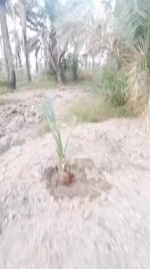 بستان بيع كافت ختمات مساحه 1800 ماء مجاري كهرباء ناحيه اور السديناويه ***********
