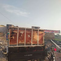 ستوتة • محجر • بي مجال