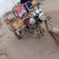 ستوته • اوراق • راعيها