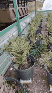 فحل قنامي • ١١٠ • بصرة زفان ام قصر