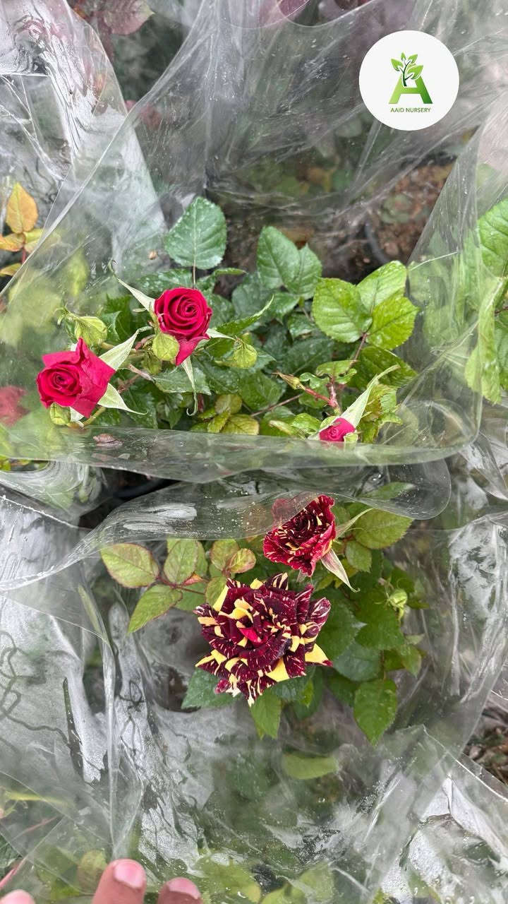 تم بعون الله وصول وجبه جديده من نباتات الخارجية. ورد جوري ايراني.جهنمي قزمي . استرا . عنوانا الجمعيه الأولى قرب مدرسه الفرزدق أو مقابيل فالح الوكيل


**إذا كنت صاحب هذا الإعلان وتريد حذفه لأي سبب، رجاءا أرسل رسالة إلى الدعم الفني**