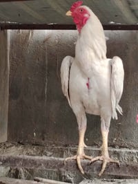 ديج هراتي • حقلانيه • متاح