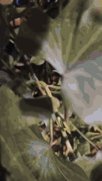 السلام عليكم
نامه امتياز شبه شلامجه شاصي رفيع موديل 27 صارله 6 ايام طالعه معرض دراجه نضيفه وحلوه شلعه ومعدل حلو رايده ب 750 وبيه مجال مكاني كربلا طويريج رقمي ***********
