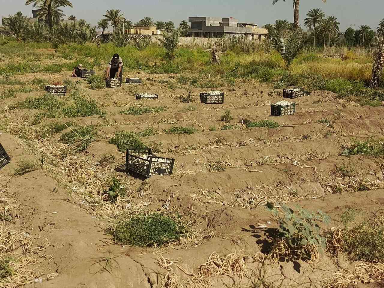 السلام عليكم يوجد بصل حار فسقه درجه أوله المكان بابل كفل شرط انطيك بس مال شتال ***********
