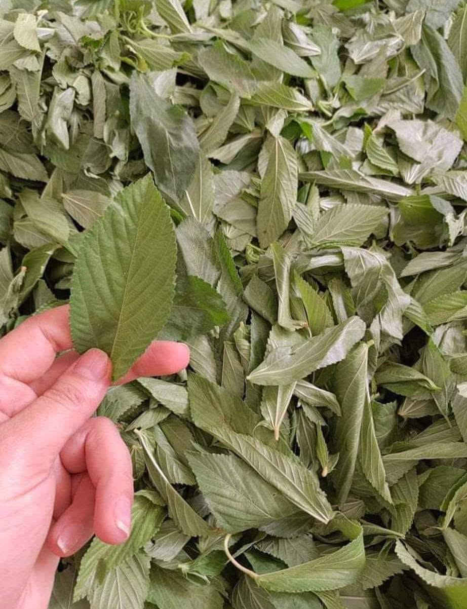 مساء الخير يتوفر لدينا
ملوخية خضرا تازه 
ملوخية يابسة  
ملوخية بعيدان
الي بدو يحجز يتواصل ع خاص
وفي توصلية كافة اربيل


**إذا كنت صاحب هذا الإعلان وتريد حذفه لأي سبب، رجاءا أرسل رسالة إلى الدعم الفني**