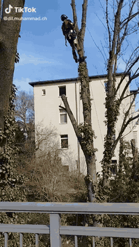 تقطيع الاشجار والنخيل 07741423411