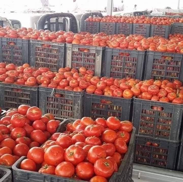 ع بركه الله تم وصول  طماطه الياقوت مقاوم ومبكر يمتاز بالخشونه 
والتبكير   المغلف يحتوي ٢٥٠٠ بذره    

متوفر في مكتبنا مكتب حيدر الصالحي للتجهيزات الزراعيه
العنوان النجف الاشرف الحيدريه شارع العلوه قرب معمل أكرم للصناديق ***********
