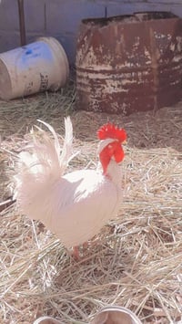 دجاج بياض • بيض مجاني • بني منصور