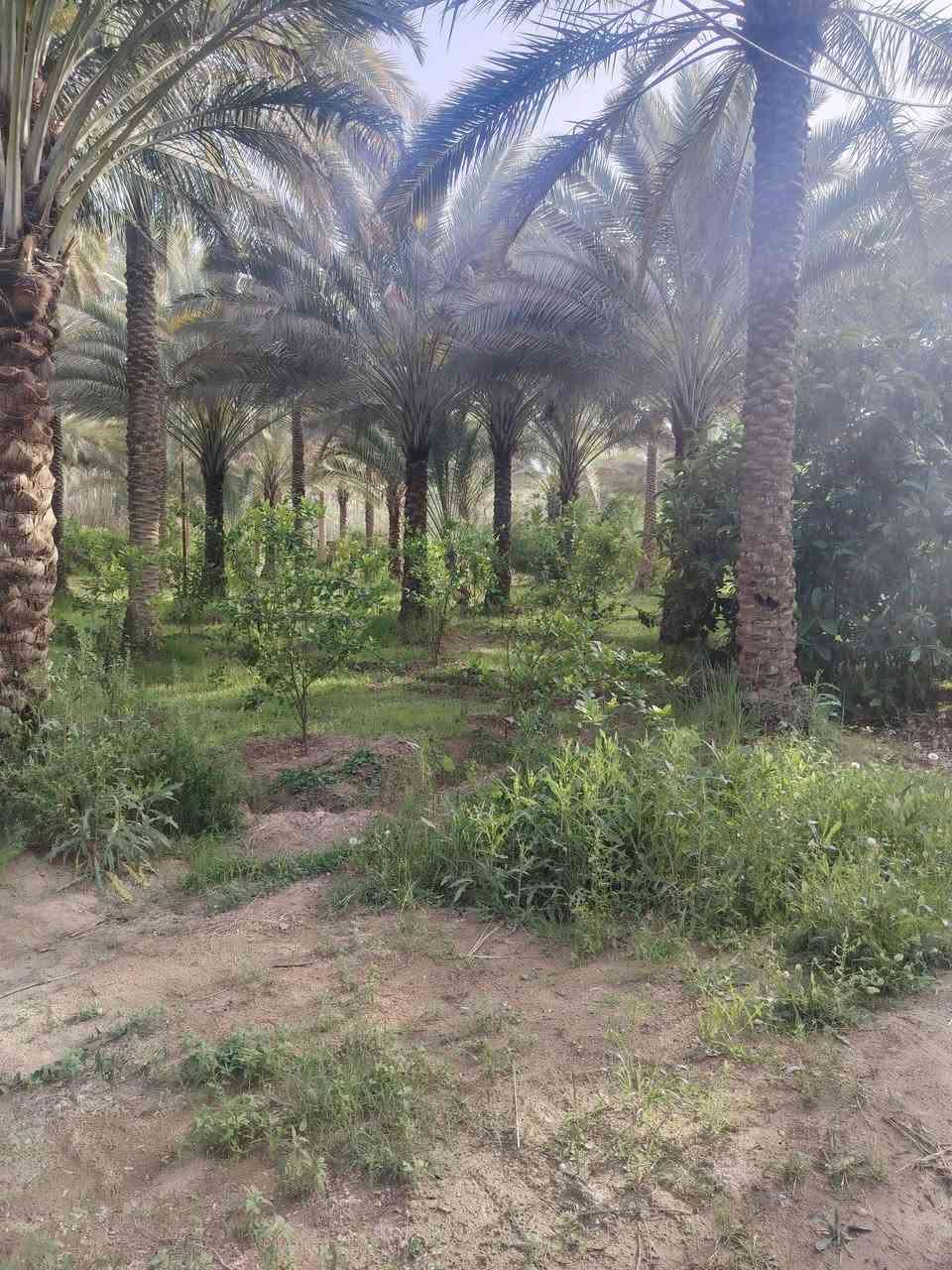 اللهم صل على محمد وال محمد
ارض للبيع المساحه 3 دونم ونص طابو ٢٥ تحويل باسم المشتري الأرض تحتوي على بيوت عدد 3 بناء حديث تباع كل الأرض العنوان كربلاء الحسينيه قريب ع العطيشي تحتوي الأرض ع نخيل عدد ٢٢٥ أنواع الحمضيات والفواكه الاستفسار ع الرقم ***********

