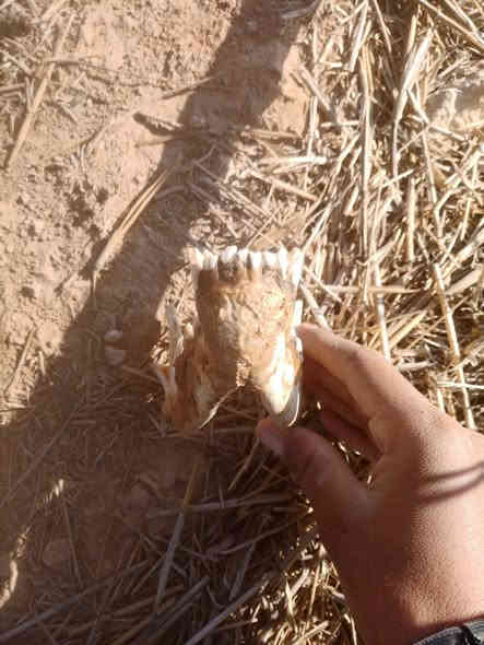 للبيع 450🐺
***********
