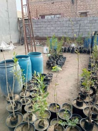 مشتل الحوراء السطعش • شتلات • ورود وزيتون