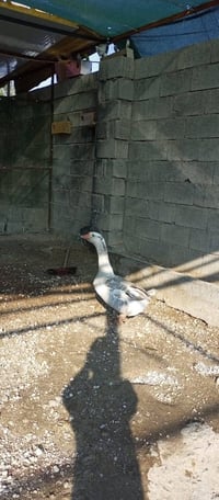 وز شامي • فحل • كركوك جسر ليلان