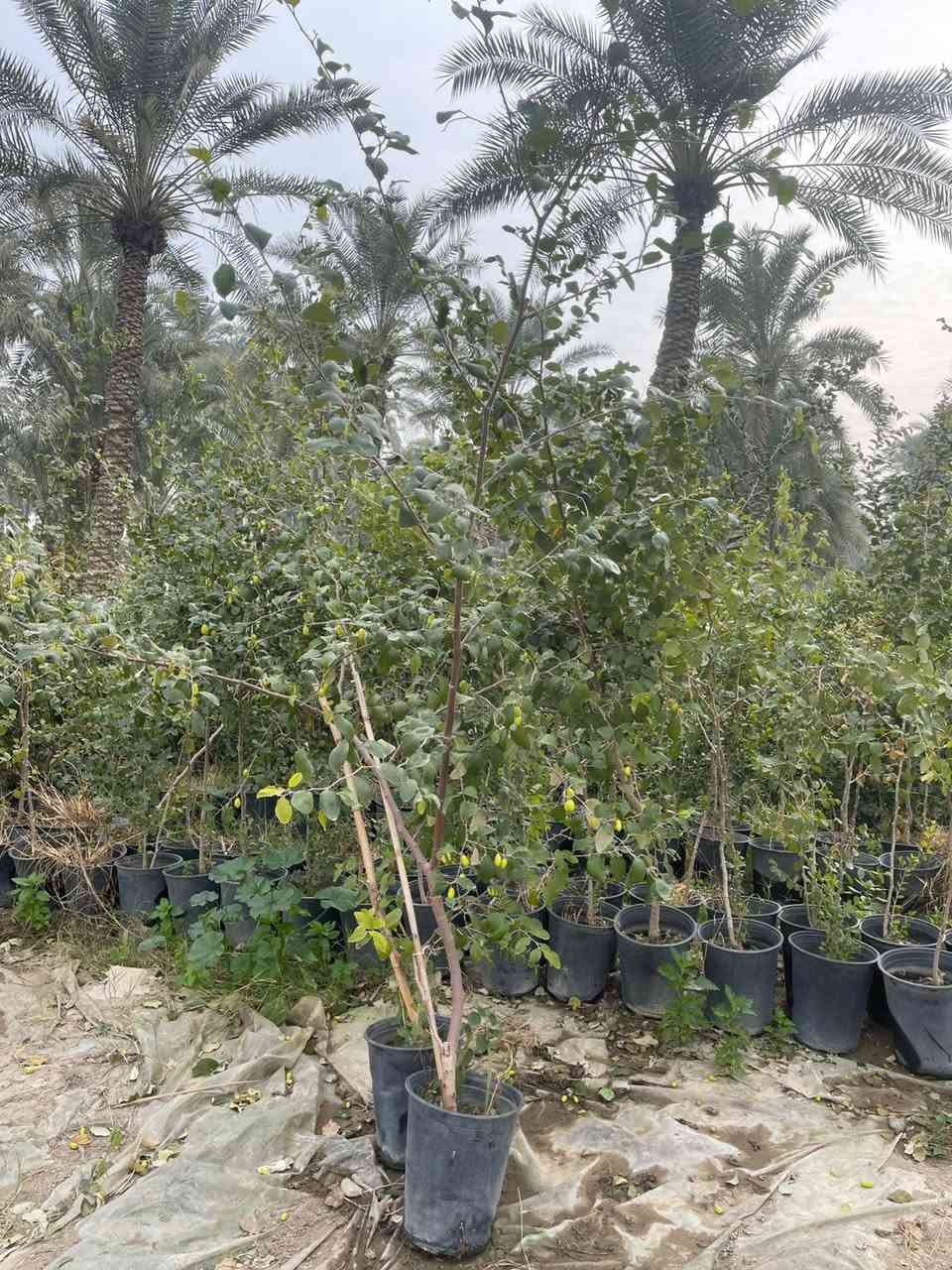 نبك مطعم 
نبك حشري 
سندان حجم كبير 29
يوجد جمله ومفرد يوجد توصيل داخل بغداد لطلب والاستفسار المراسلة خاص


**إذا كنت صاحب هذا الإعلان وتريد حذفه لأي سبب، رجاءا أرسل رسالة إلى الدعم الفني**