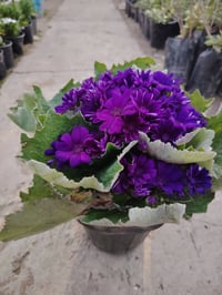 نبات سناريا • دائم الخضرة • مشتل ضفاف دجله