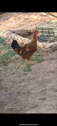 دجاجه عربيه • دجاج عربي • دجاج • دواجن • للبيع • الشافي