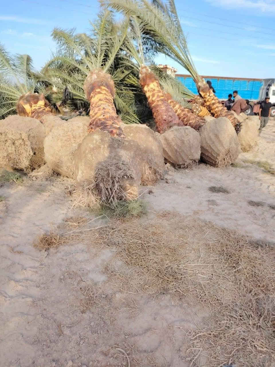 سلام عليكم اخوان يتوفر أنواع النخيل امايات العنوان واسط قضاء الصويره ***********
