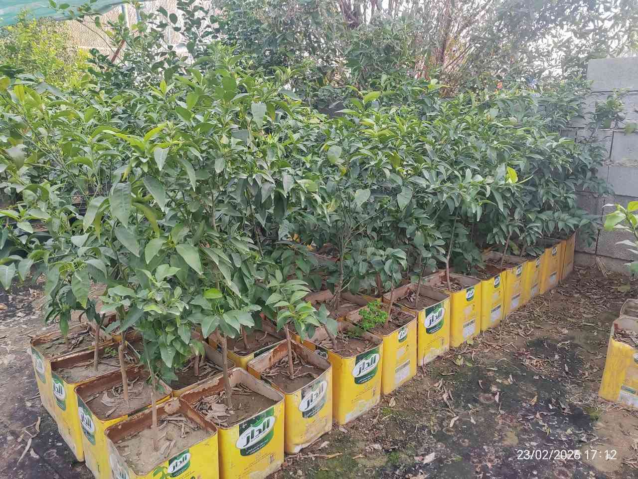 🌿🍊 متوفر لدينا أشجار حمضيات متنوعة بأسعار مناسبة وجودة ممتازة 🍊🌿
الأسعار تختلف حسب النوع والارتفاع
🔸 رارنج – 2000 د.ع
🔸 برتقال عراقي – 3000 / 6000 / 8000 د.ع
🔸 برتقال أبو الصرة – 5000 د.ع
🔸 برتقال دموي – 5000 د.ع
🔸 برتقال أسود – 10000 د.ع
🔸 برتقال منويلا – 10000 د.ع
🔸 سندي هندي – 5000 د.ع
🔸 كرينفول – 5000 د.ع
🔸 نومي حلو – 5000 د.ع
🔸 نومي بصرة – 3000 د.ع
🔸 لالنكي أكينو – 3000 د.ع
🔸 ليمون نومي حامض – 3000 / 8000 د.ع
🔸 لالنكي مصري وعراقي – 6000 / 8000 د.ع
🔸 جويفة – 4000 د.ع
🔸 أترنج – 7000 د.ع
🌱 الشتلات قوية ومكفولة وخالية من الأمراض
📏 تتوفر بأحجام وارتفاعات مختلفة

للتواصل (*********** / ***********)

 موقع المشتل ( الحساوية مجاور ملعب الشعب)

وقت العمل العصر فقط من الساعة 3 الى اذان المغرب
بأدارة محمد عماد
