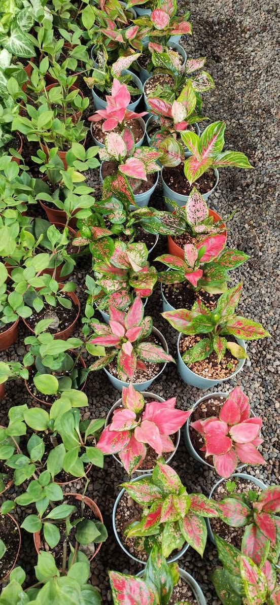 اليوم🍃 ذوقك يبان من تفاصيل بيتك…
خلّي النباتات تحكي عنك 🌿
🌼 نباتات مختارة بعناية
🌱 مناسبة للبيت والمكتب
✨ جودة + سعر مناسب
📲 للحجز والاستفسار:
***********
💬 راسلنا خاص أو واتساب واحجز نبتتك اليوم
