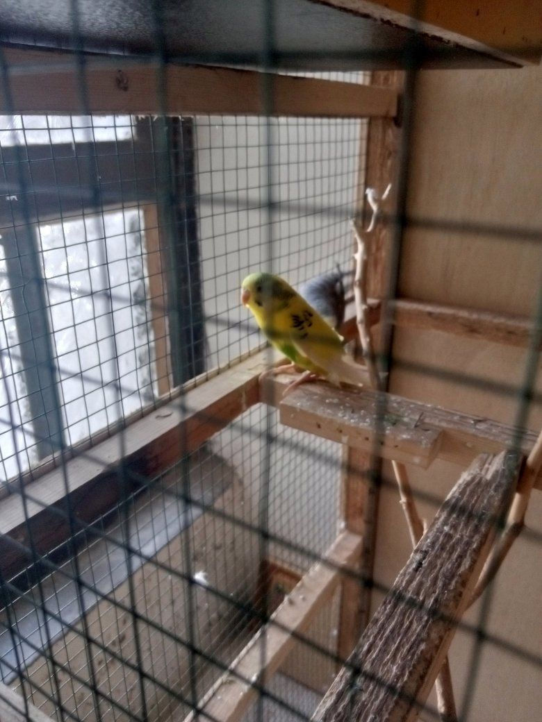 زوج بلابل الحب للبيع سعر 15الف  عنوان بعقوبة التحرير/***********بي واتساب
