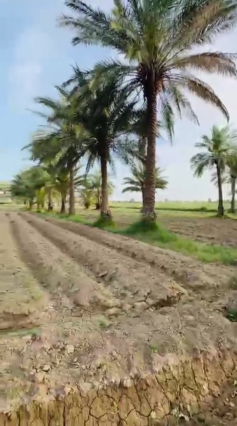 دونم ونص للبيع خدمات متوفره ماء اساله ماء سقي كهرباء برينه سند 25تحويل مباشر باسم المشتري الموقع خلف جامعه بابل منطقه إبراهيم الخليل ع الاستفسار على الأرقام ***********×××***********
