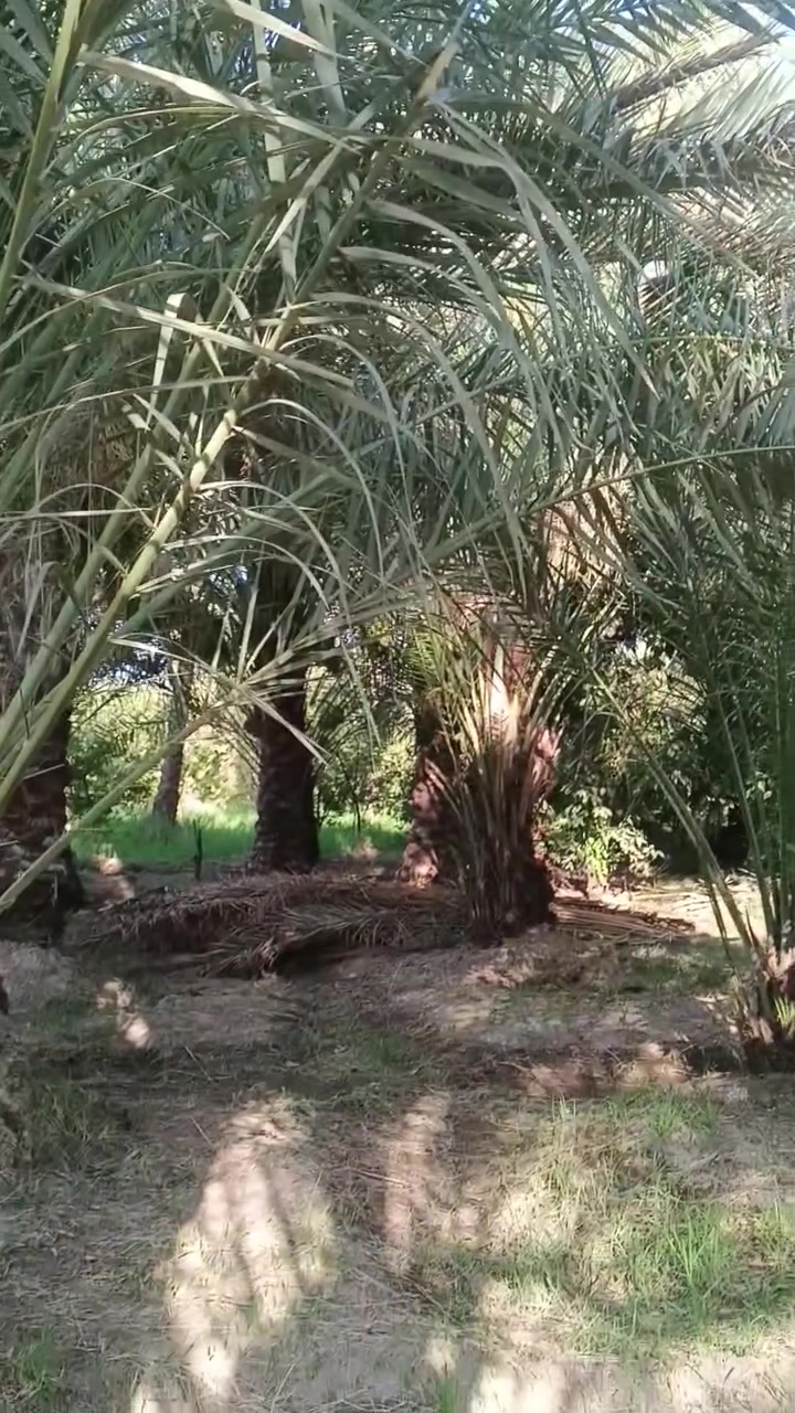 بستان عامره 4دونم معه 4منازل طابو سند 25تحويل  كربلاء طريق البراهميه قرب مجسر البراهميه مباشر على شارع العام 
***********
***********
