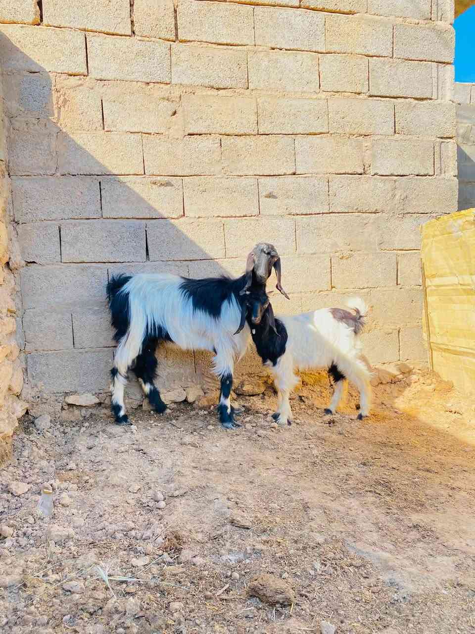 جذعه اول بطن وراها صخله بكبرها الصلاه على محمد عنز (( على كل عيب)) ضره وخشان وشكل مرتبه سعر 285الف وبيها مجال مكان حديثه ***********
