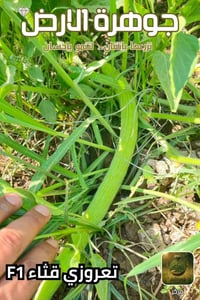 يوجد لدينا بذور طرح صنف الرشيد صنف ممتاز جدا للإستفسار ٠٧٨٢٩٦٧٩٢٧٢ بغد...