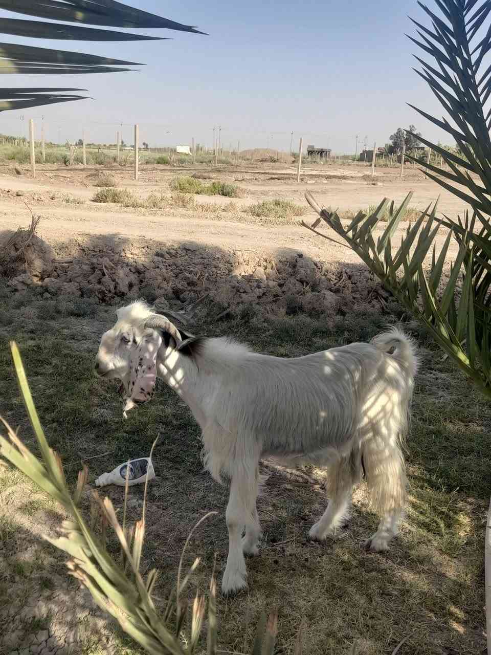 للبيع تيس عمره سنه توه مبدل سنين
يرهم كصابه ويرهم فحل شرط الفحوليه 
سعره ٢٧٠ وبي مجال ***********مكان سماوه قضاء الهلال
