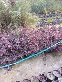 دم العاشق ١٠٠٠ الراشديه مقابل مستشفى حماد شهاب ٠٧٧٠٥٣٨٠٧٧٢