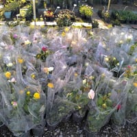 جوري تايلندي • نادر • خانقين