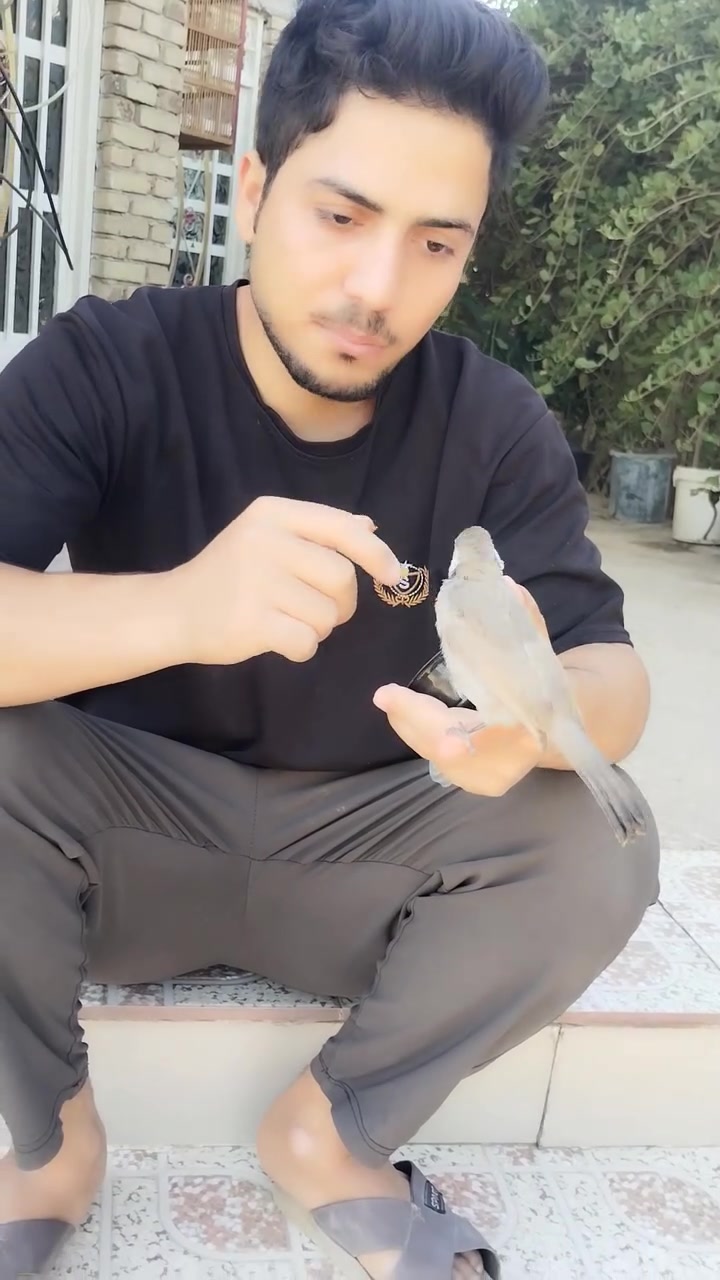 السلام عليكم
بلبل للبيع اليف
الديوانيه قضاءالسدير
شراي يتصل على هاذا الرقم ***********
