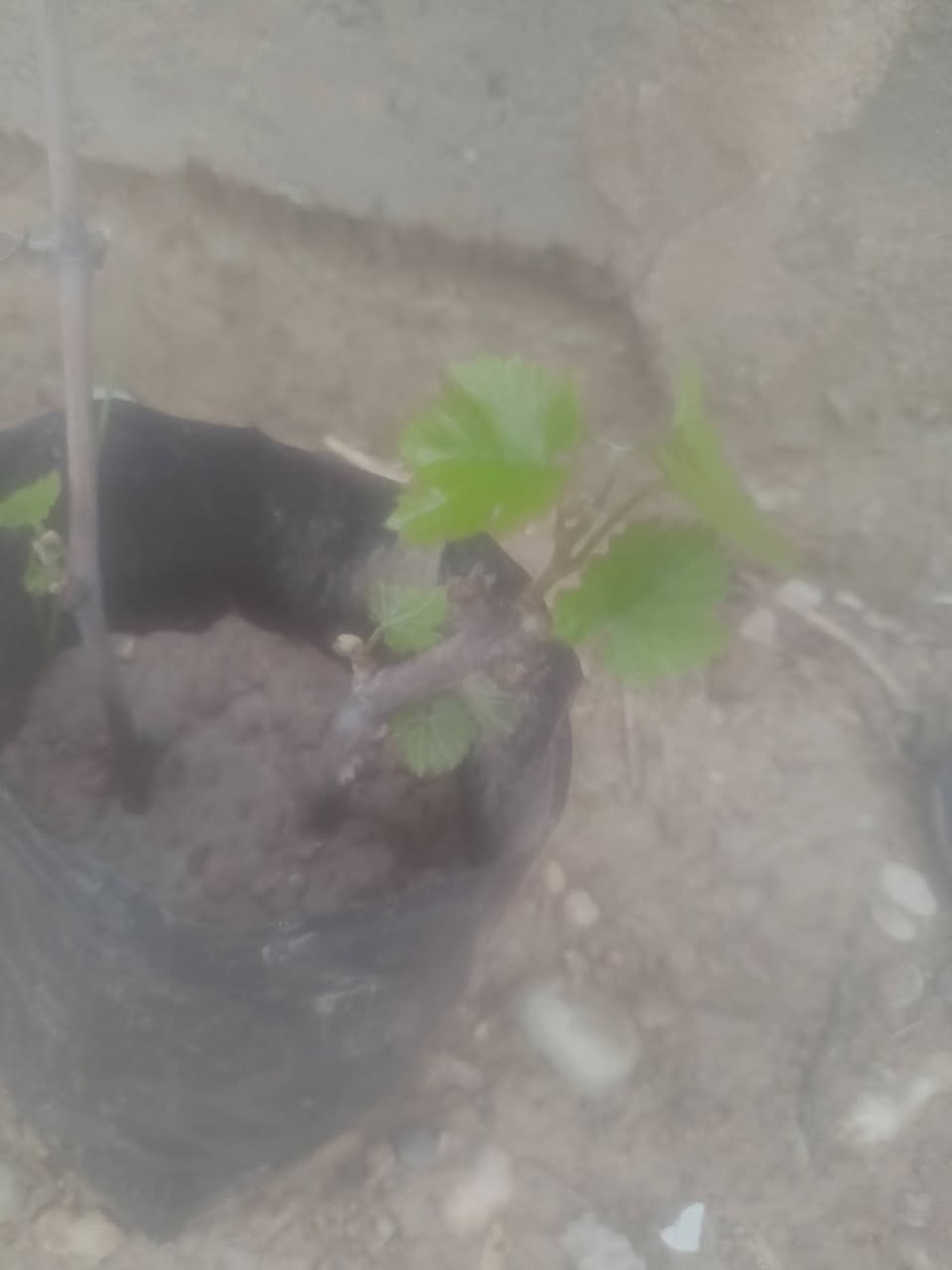 السلام عليكم  يوجد اشجار تين اسود واحمر واصفر 
ويوجد عنب🍇  اسود واخضر 
و يوجد زعرور  ويوجد عرموط  
ويوجد كاكي  ويوجد ورد 
ويوجد توت  ويوجد رمان 
اي شجر تعجبك بالف 1000دينار


**إذا كنت صاحب هذا الإعلان وتريد حذفه لأي سبب، رجاءا أرسل رسالة إلى الدعم الفني**