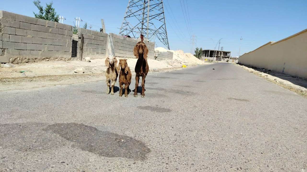 بسم الله ماشاء الله تبارك الرحمن 
متاح جذعه ثاني بطن وراه توم جدايه ذكوره لعنز غرزت بين عشاره فوك ضناها مانطيك ضمان عن لمفاشل شرط نصاح سن وشطر وعلاكل عيب عنز طيبه سعر فقط 465 مكان الانبار حديثه *********** وبي واتساب
