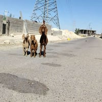 معز ذكر • طيبه • الانبار حديثه