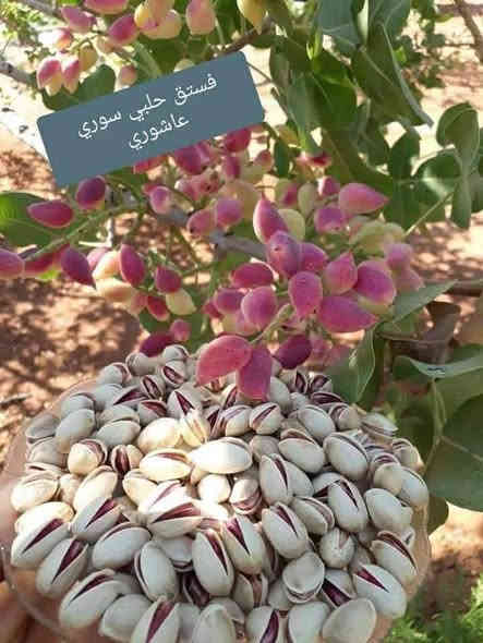 متاح لدينا بذورها بذور شجرة الفستق الحلبي عاشوري
لطلب والحجز واتساب *********** السماوه أو مراسلة الصفحه يوجد خدمة توصيل طلبات داخل السماوه ولكافة المحافظات لباب البيت أنواع البذور الاستوائية النادره

