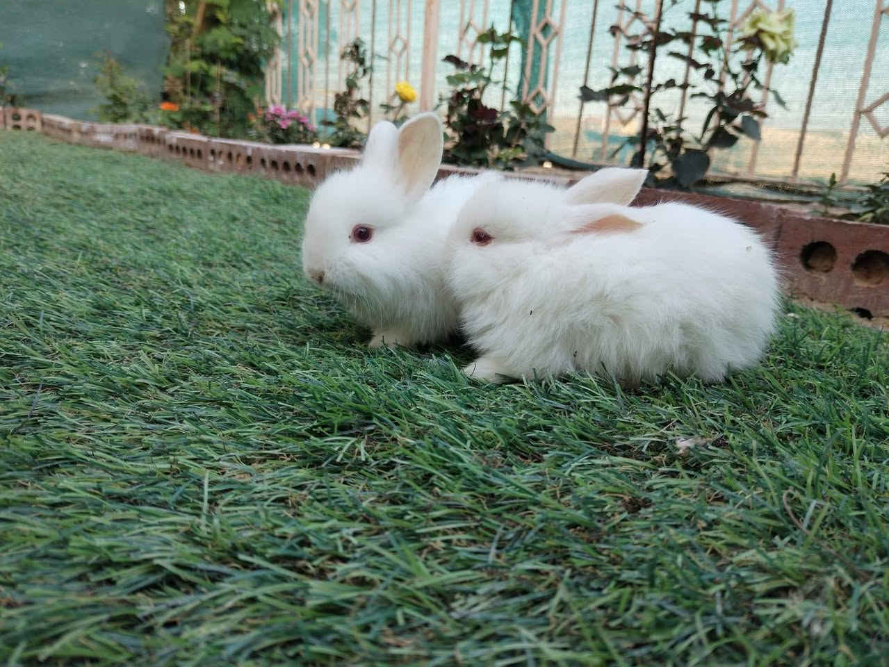 متاح ارانب أمريكيه مال زينه صغار عدد ٣ زواج اليفات فول جمال ما شاء الله تبارك الرحمن
سعر الزوج ١٠ قفل
مكان تكريت القادسية
رقم ***********
ابهاتهن هم للبيع موجودات
