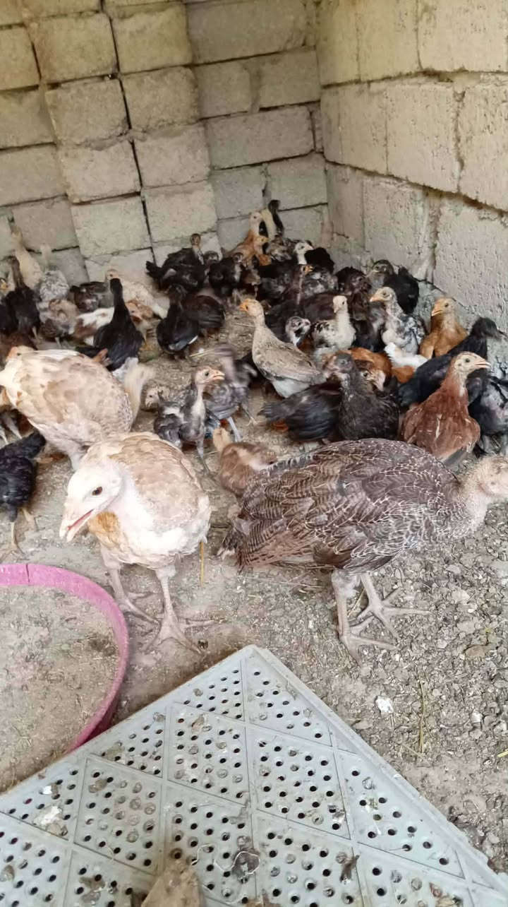 متاح صواصي عرب سعر  الزوج 6 قفل اتصل  ***********
