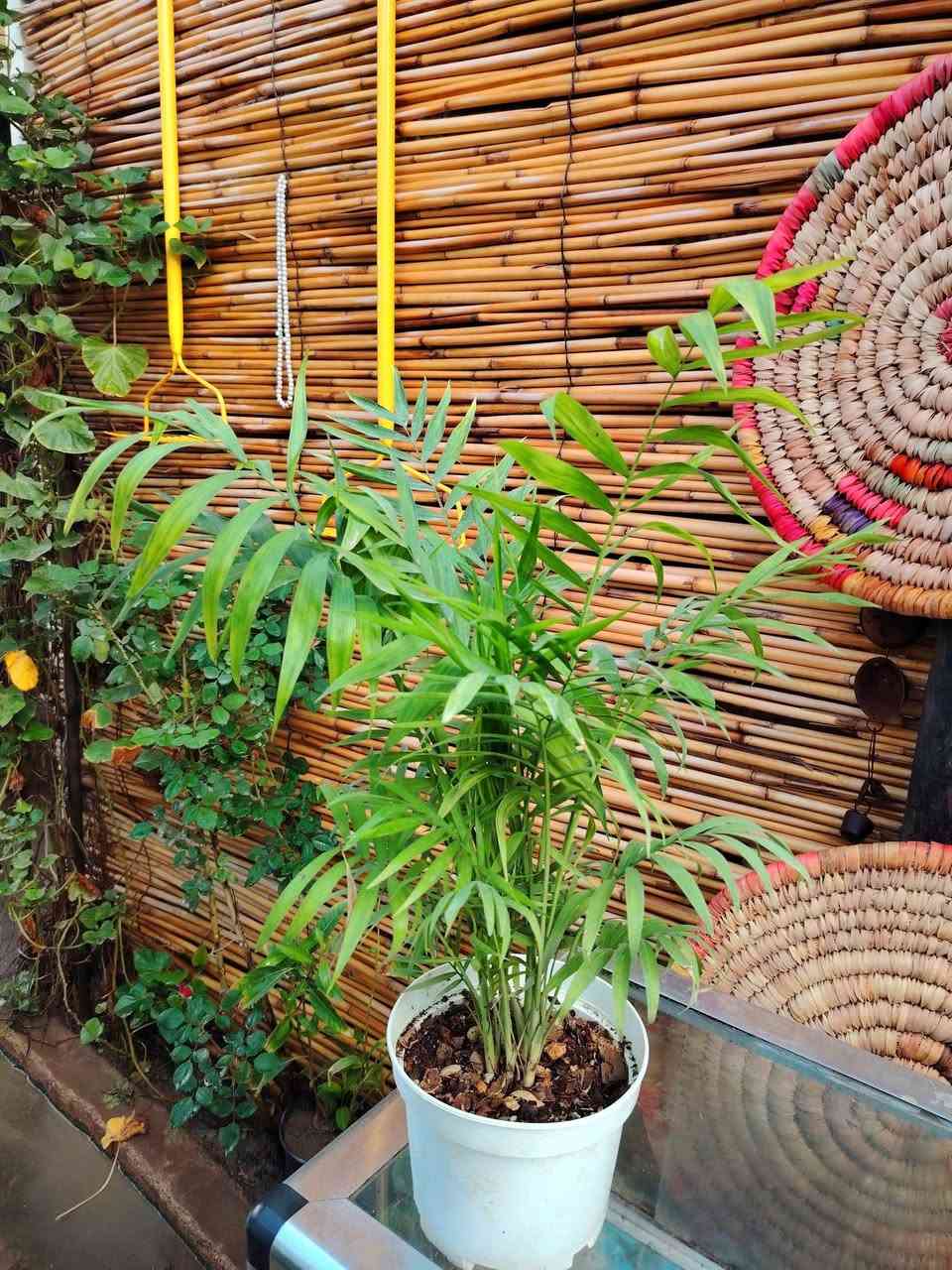 شمدورة 🌿
نبات ضلي داخل البيت قوي جداً و سهل العناية و سريع النمو
🪴🪴🪴🪴🪴🪴🪴🪴
توفر لدينا بسعر ١٢،٠٠٠ الف فقط 💥
يوجد خدمة توصيل داخل الكوت فقط 🚕


**إذا كنت صاحب هذا الإعلان وتريد حذفه لأي سبب، رجاءا أرسل رسالة إلى الدعم الفني**