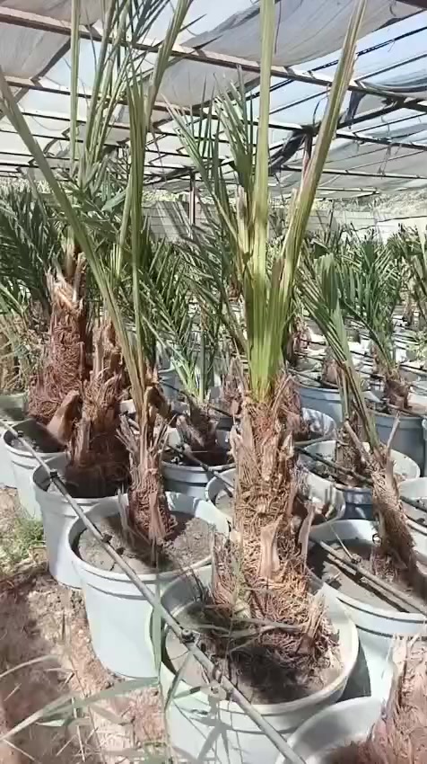 ابيعلك من البستان مباشر شرط الضمان تريد شلع اومجذر بالسندان موجود برحي ومجهول الموقع بغداد الراشديه السعر حسب الكميه مستعدين لتجهيز المشاتل والبساتين ودوائر الدولة للتواصل 
***********
***********
