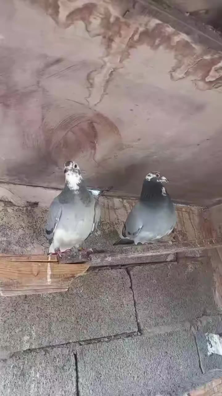 سلام عليكم زوج طيره وفحل مكاني بغداد حي اور السعر 30  رقمي ***********
