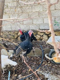 دجين بصرويه • بدون دين • مفرق اللزاكه