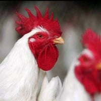 دجاج حي • شارع 50 • توصيل داخل سامر