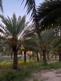 ٥٠٠م • القريه البيضاء • ماء كهرباء