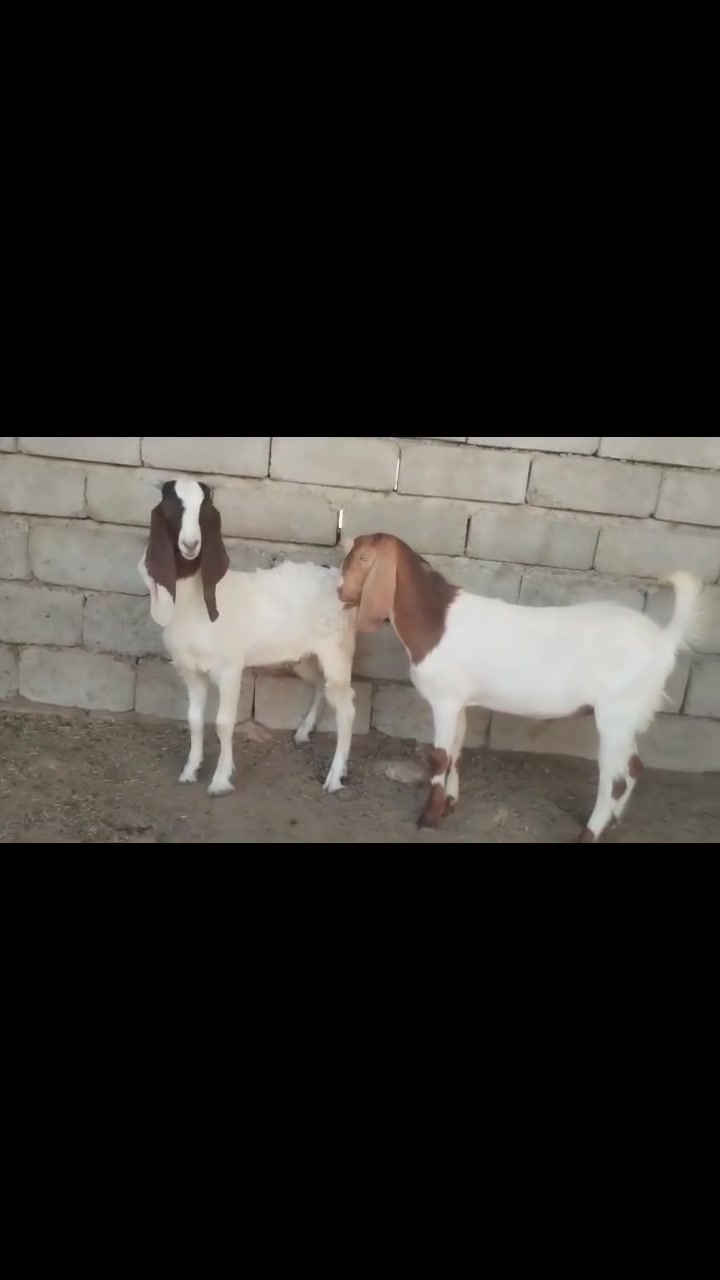 سلام عليكم من رخصت ألادمن يوجد جدايه افغاني العدد 2 سمين علا شعير شرط النصاحه علا كل عيب مابيهن يرهمن جنيه ولحم الاستفسار 📲 ***********
