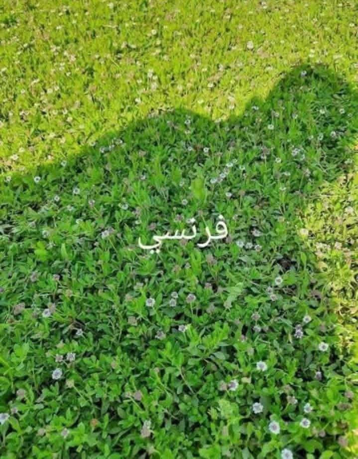 باسعار ثيل ديالى الطبيعي 🏡
أهلاً بكم في مجموعه مزارع ابو عباس الثيل  الهندي الطبيعي مزارع ديالئ 🌿🌱
 نقدم لكم افضل انوع الثيل الطبيعي عالي الجوده يتحمل كافه الضروف البيئية.🌦️🌞
دائم الخضرة🌿🌳 وباسعار تنافسيه ☘️❤️
#مستعدون لتجهيز وفرش الحدائق🏡 ودوائر الدولة🏡والمنازل🏡🏡
و تجهيز الملاعب🏟️ والمنتزهات الجودة العالية في العمل👷👷

مع خدمة التوصيل خلال24ساعه🚛🚛
الاسعار 💵💸 تختلف حسب الكمية 
للاستفسار الاتصال على : الرقم 
او التواصل مع الصفحه  او ارسال رسالة على الوتساب ‏‪***********
