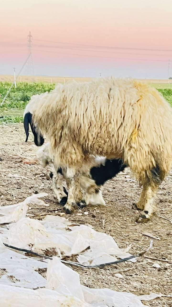 ألسلام عليكم يوجد انعاج للبيع وراهن طليان السعر علخاص للاستففسار ***********////***********
