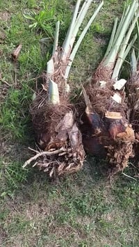 نادرة • ٣ قطع • طريق سدة محاويل