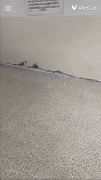 القدس • مبروك • احتفالات