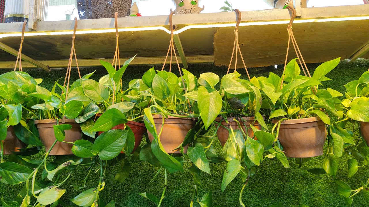 جميع انواع النباتات الظليه متواجدين بعد الافطار من الساعه 7:00 مساء الى الساعه 11:00
يفتح المشتل طيله ايام الاسبوع من الساعه 8:00 صباحا والى الساعه 11:00 ليلآ
#مشتل_زهور_واسط العنوان كوت فلكه الحاوي شارع مجمع دمشق الطبي مقابل ابتدائية الكوت للتعليم الأساسي #يوجد_توصيل_داخل_الكوت
*********** لطلب والاستفسار واتساب  او مراسله الصفحه الشخصيه بلال الواسطي🌹😊
